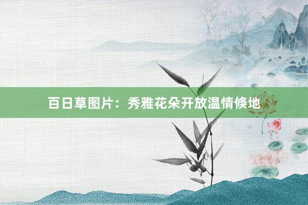 百日草图片：秀雅花朵开放温情倏地